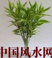 常州十二生肖养什么植物最旺财运？你知道吗！